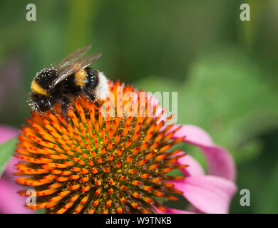 Bumblebee sitzen auf einem coneflower Stockfoto