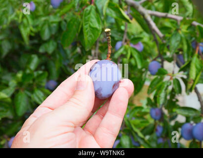 Männliche Hand hält eine zwetschge in Österreich Stockfoto