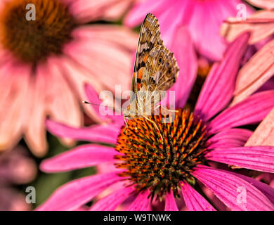 Vanessa cardui ist ein bekannter bunten Schmetterling, wie dem gemalten Dame bekannt Sitzen auf einem coneflower Stockfoto