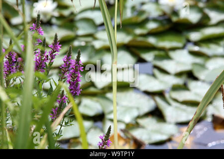 La Renouée persicaire. (Persicaria maculosa Gray - Polygonum persicaria L.). Famille des Polygonacées. Stockfoto