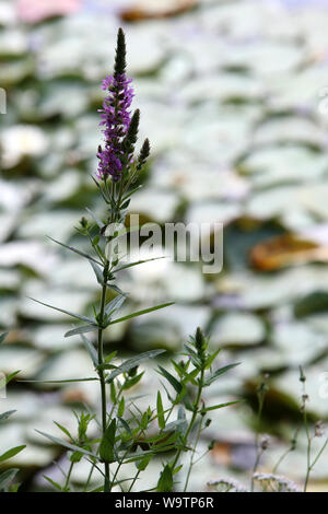 La Renouée persicaire. (Persicaria maculosa Gray - Polygonum persicaria L.). Famille des Polygonacées. Stockfoto