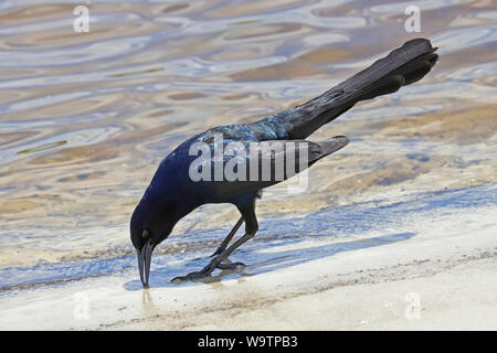 Boot tailed grackle (quiscalus Major) am Wasser Stockfoto