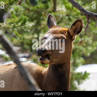 Schönen Elch Kuh in Mitte Snack im Yellowstone National Park. Stockfoto