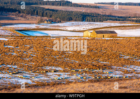 Schafe grasen unter Winter Schnee auf rauhe Wiese in der Nähe von Einmal gebraut in Northumberland, mit einem traditionellen Scheune und Bauernhaus hinter sich. Stockfoto