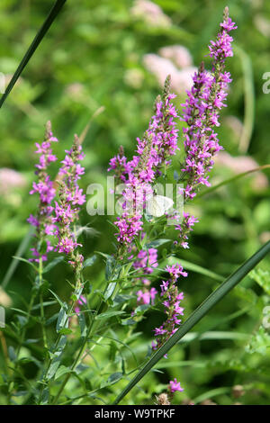 La Renouée persicaire. (Persicaria maculosa Gray - Polygonum persicaria L.). Famille des Polygonacées. Stockfoto