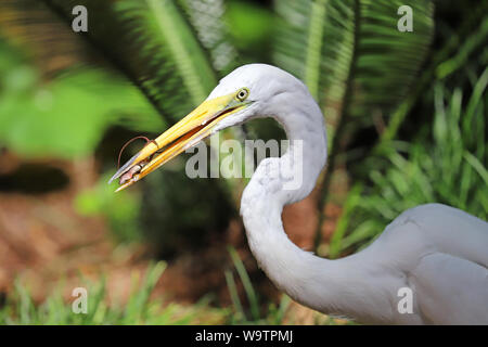 Silberreiher (Ardea alba) mit einer Eidechse in der Schnabel Stockfoto