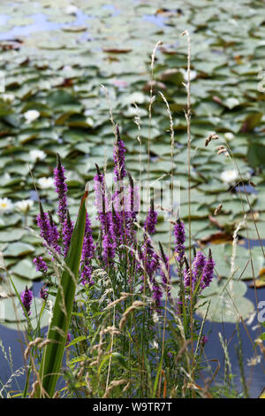 La Renouée persicaire. (Persicaria maculosa Gray - Polygonum persicaria L.). Famille des Polygonacées. Stockfoto