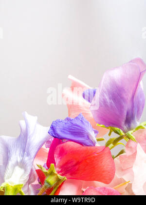 Süße bunte Erbse Blumen schöne Postkarte, Pastellfarben Stockfoto