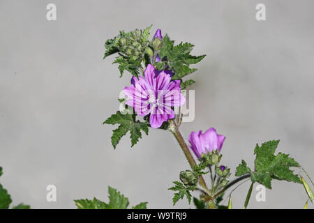 Lila oder Violett gemeinsame Malve Blume Latin Malva Sylvestris sagte zu haben pflegende Eigenschaften als Nahrung als Salat oder gekochtes Gemüse Stockfoto