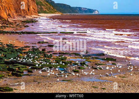 Felswand und Strand in Sidmouth in Devon. Stockfoto