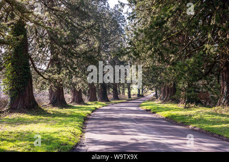 Ein Feldweg führt durch eine Allee der Bäume in der Nähe von Pythouse Semley in Wiltshire. Stockfoto