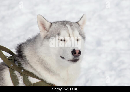 Süße sibirische Husky schlafen ist auf weißem Schnee. Heimtiere. Reinrassigen Hund. Stockfoto