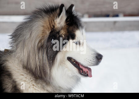 Portrait von sibirischen Husky auf weißem Schnee. Heimtiere. Reinrassigen Hund. Stockfoto