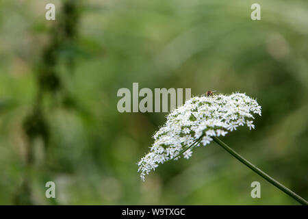 La carotte Sauvage. (Famille des Apiacées). Stockfoto