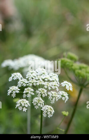 La carotte Sauvage. (Famille des Apiacées). Stockfoto