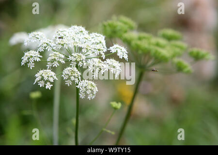 La carotte Sauvage. (Famille des Apiacées). Stockfoto