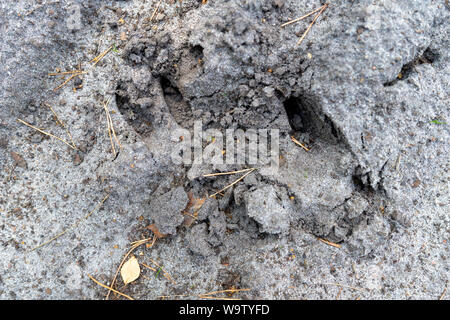 Spuren von einem Wildschwein auf einem sandigen Waldweg. Wild Tracks in den Wald. Sommer Saison. Stockfoto