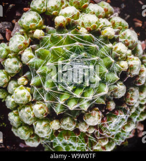 Spinnennetz, Hauswurz Sempervivum arachnoideum, saftigen Rosetten, von silken wie Threads abgedeckt Stockfoto