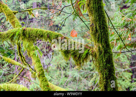 Feuchten Äste und Bäume mit üppigen grünen Farne und Moose im Regenwald in British Columbia, Kanada überwuchert. Stockfoto