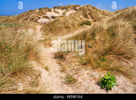 Küste Sanddünen, Ainsdale, Lancashire. UK. Großes System, umfangreiche marram Gras Wachstum, Ammophila arenaria, eine gemeinsame sand Stabilisator. Stockfoto