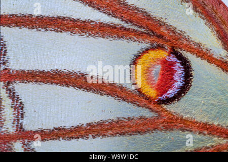 Atlas Moth, Attacus Atlas, Flügel detail, Auge vor Ort Stockfoto