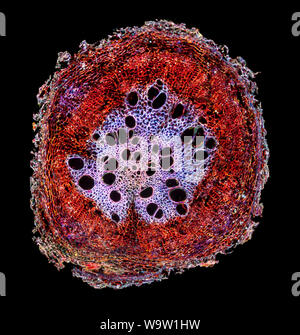 Sonnenblume Stammzellen TS. Helianthus sp. Darkfield photomicrograph Stockfoto