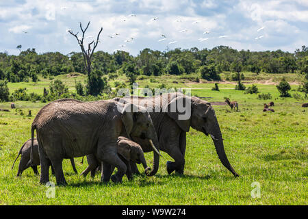 Farbe Wildlife Fotografie der Elefantenherde zu Fuß durch wilde kenianische Landschaft, auf Ol Pejeta Conservancy, Kenia. Stockfoto