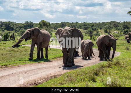 Farbe Wildlife Fotografie der Elefantenherde zu Fuß in Richtung Kamera, die in den Wilden kenianischen Landschaft auf dem Feldweg, auf Ol Pejeta Conservancy, Kenia. Stockfoto