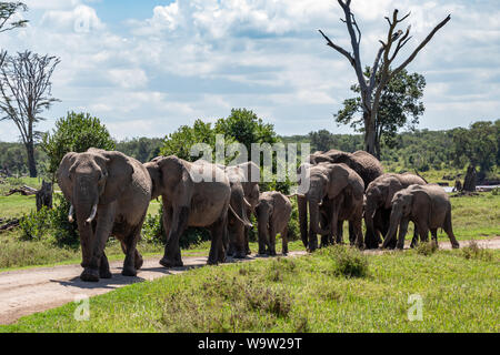 Farbe Wildlife Fotografie der Elefantenherde zu Fuß in Richtung Kamera, die in den Wilden kenianischen Landschaft auf dem Feldweg, auf Ol Pejeta Conservancy, Kenia. Stockfoto