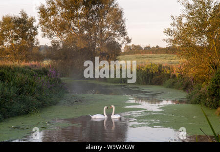 Ein paar Schwäne schwimmen zusammen am Fluss Stour an Bagber im Norden in Dorset Blackmore Vale. Stockfoto