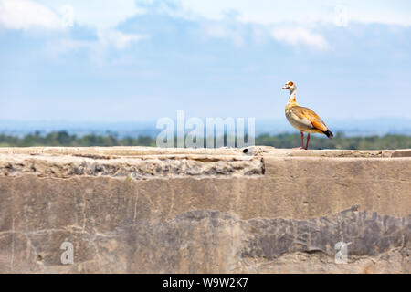 Farbe wildlife Portrait von einzelnen Nilgans (Alopochen Aegyptiaca) stehend auf konkrete Struktur, in Kenia. Stockfoto