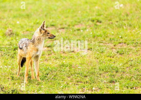 Farbe wildlife Portrait von Single black-backed Jackal (Canis mesomelas) auf Ausblick, in Kenia. Stockfoto