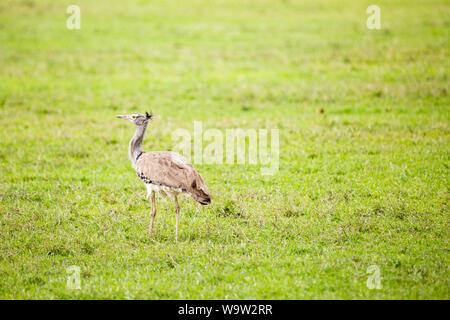 Farbe wildlife Portrait von Kori Bustard (Ardeotis Kori) stehen im Profil auf großen Rasenbereich, auf Ol Pejeta Conservancy, Kenia. Stockfoto