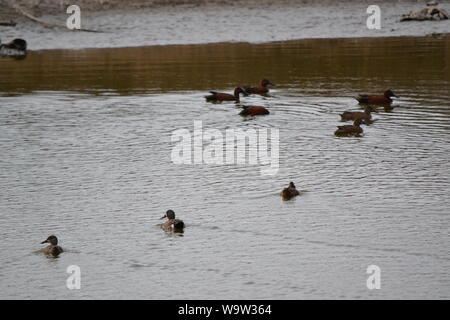 Enten bei einem Sumpf/See in Aguascalientes, Mexiko. Stockfoto