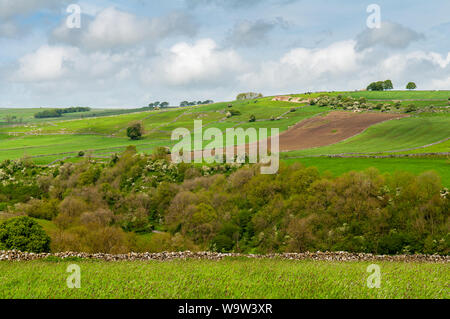 Bäume füllen Sie das Tal von Heu Dale unter Hügeln von landwirtschaftlichen Feldern in den Kalkstein Landschaft des Derbyshire Dales in England's Peak District. Stockfoto