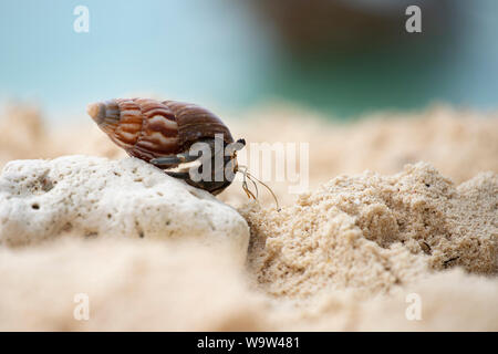 Einsiedlerkrebs, Pagurus Bernhardus, Krabbeln auf dem Sandstrand. Stockfoto