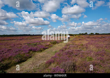 Heidekraut auf Dunwich Heath, Suffolk, Großbritannien Stockfoto