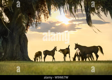 Thoroughbred horse Stuten und Fohlen in üppigem Grün Ocala Florida Weide Stockfoto