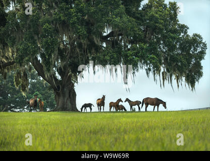 Thoroughbred horse Stuten und Fohlen in üppigem Grün Ocala Florida Weide Stockfoto