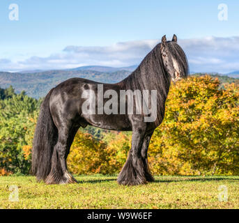 Gypsy horse Hengst stehend auf einen malerischen Blick auf die Berge mit Herbstlaub Stockfoto