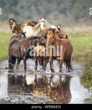 Herde von spanischen Mustang Stuten Splash im Teichwasser Stockfoto