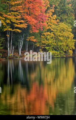 Herbst morgen Reflexion der Hiawatha National Forest am Ackerman See in Michigan's Upper Peninsula. Stockfoto