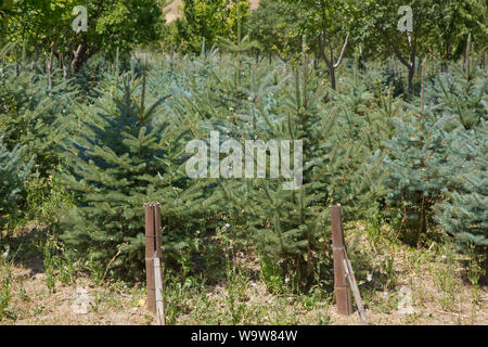 Junge Kiefern in Wald in Aserbaidschan. Eine Linie von kleinen Kiefern auf tropische Wetter an einem sonnigen Tag. Nahaufnahme eines Christmas Tree Farm in Azerbaij Stockfoto