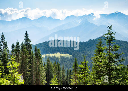 Almen und Tannen in Österreich, Alpen Stockfoto