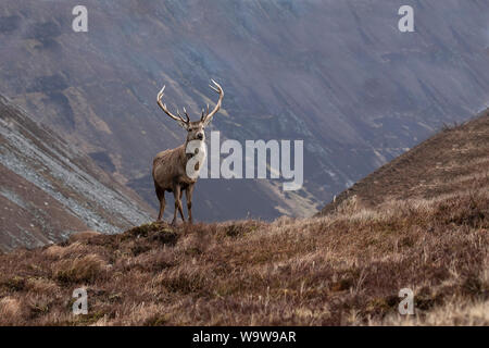 Red Deer Hirsch Cervus elaphus in braunen Wintermantel majestätisch stehend auf einer erhöhten grassy Knoll mit der schottischen Highlands im Hintergrund Stockfoto