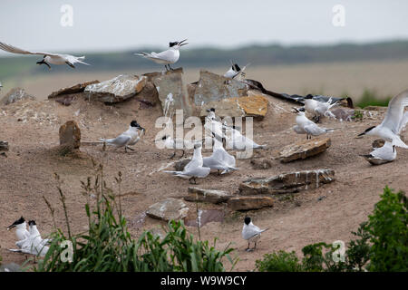 Eine Kolonie von Sandwich Seeschwalben Sterna sandvicensis im Sommer Gefieder, mit einigen Fütterung auf Fisch in Saint Johns Pool, Caithness, Schottland Stockfoto
