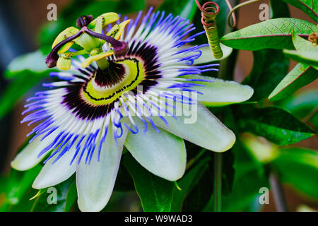 Makro Foto des gemeinsamen Passionsblume, Passiflora caerulea Stockfoto