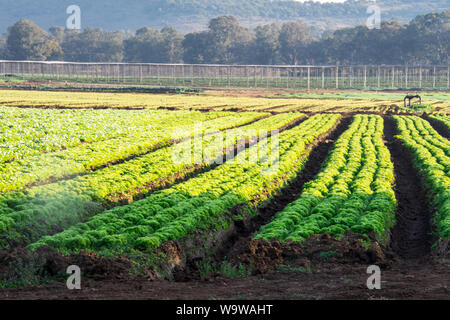 Kommerzielle Gemüseanbau mit klar definierten Zeilen des Grünen veggie oder Gemüsekulturen in Böden im schönen Sonnenlicht unter blauem Himmel wachsende Stockfoto