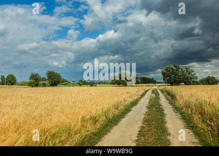 Unbefestigte Straße durch Felder mit Getreide und dunkle Wolken am Himmel. Nowiny, Polen Stockfoto