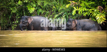 Eine Gruppe von pygmy Elefanten am Rand des Kinabatangan Fluss in Sabah, Borneo entdecken Stockfoto